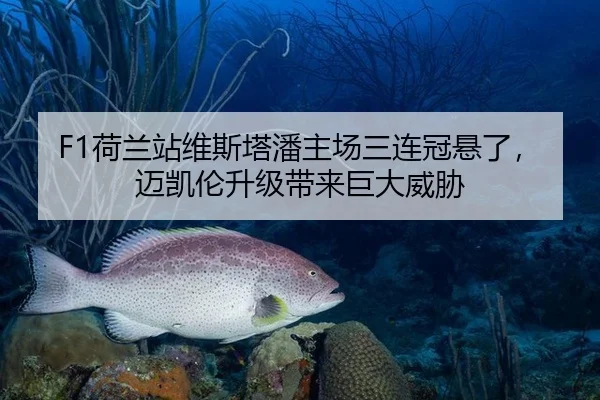 F1荷兰站维斯塔潘主场三连冠悬了，迈凯伦升级带来巨大威胁